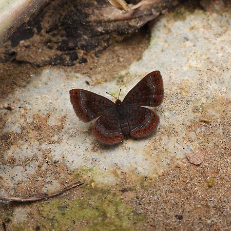 ホテル Bosques De La Pradera マニサレス エクステリア 写真