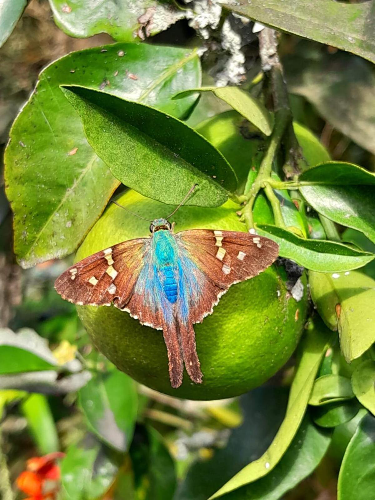 ホテル Bosques De La Pradera マニサレス エクステリア 写真